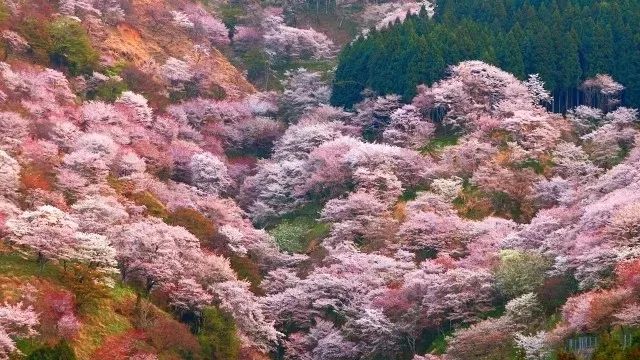 關(guān)于香山美櫻的涉黃問題警告，遠離不良內(nèi)容，保護個人健康與安全！